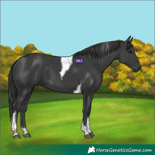 Horse Color:Black Tobiano 