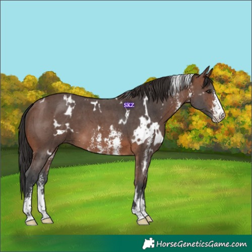 Horse Color:White Spotted Brown Sabino 