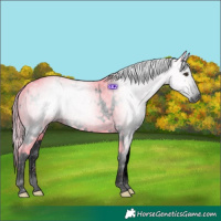 Horse Color:Gray Void Watercolor White Spotted Liver Chestnut Splash 