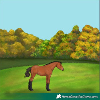 Horse Color:Bay 