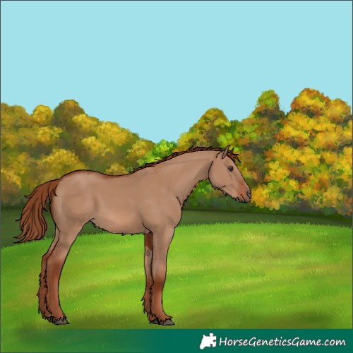 Horse Color:Red Dun