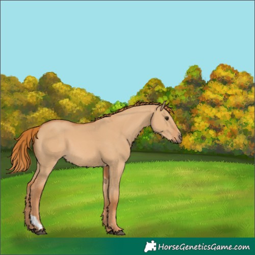 Horse Color:Red Dun 