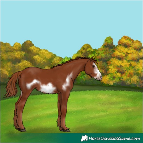 Horse Color:Chestnut Frame 