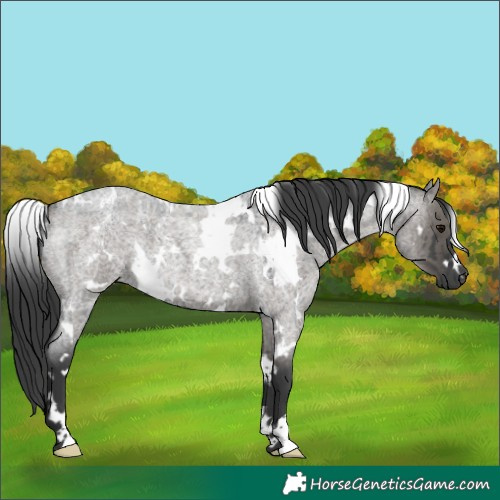 Horse Color:White Spotted Grullo Roan Brindle