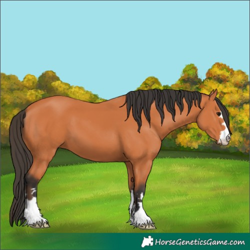 Horse Color:Bay 
