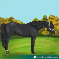 Horse Color:Black 