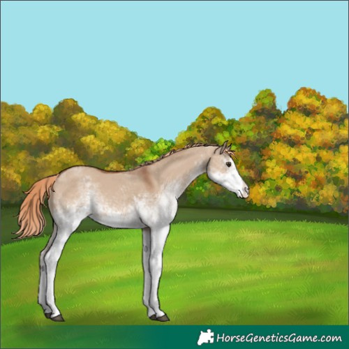 Horse Color:White Spotted Red Dun Sabino