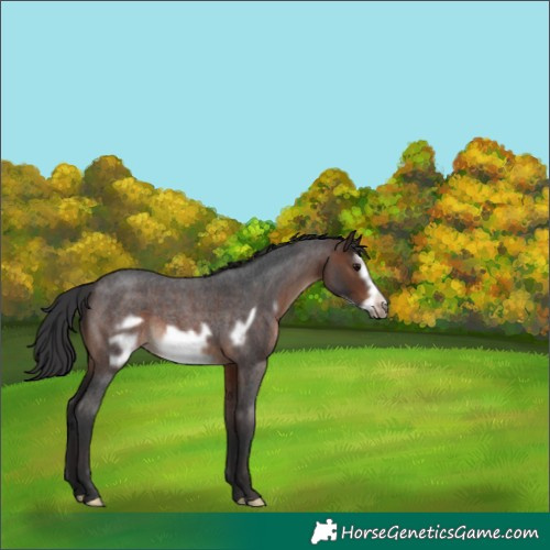 Horse Color:Brown Roan Frame 