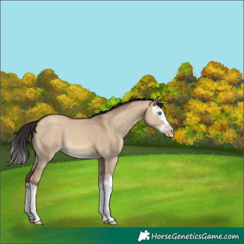 Horse Color:Gray Amber Champagne Dun Splash 