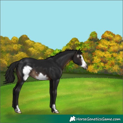Horse Color:Gray Brown Frame 