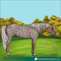 Horse Color:Silver Blue Roan 