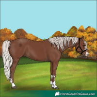 Horse Color:Silver Black