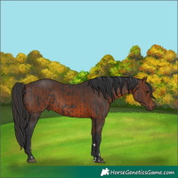 Horse Color:Black  and Brown 