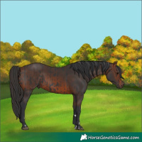 Horse Color:Black and Brown