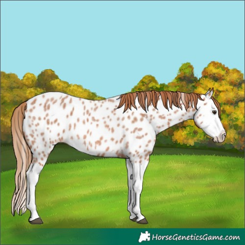 Horse Color:Red Roan Splash Appaloosa