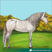 Horse Color:Buckskin Dun Appaloosa  and Buckskin Dun Appaloosa 