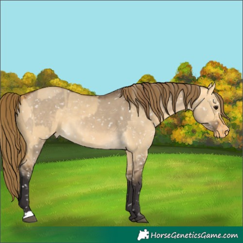 Horse Color:Buckskin Dun Appaloosa  and Buckskin Dun Appaloosa 