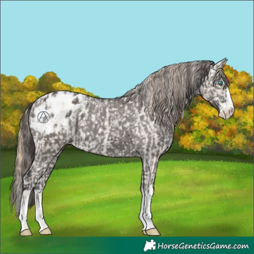 Horse Color:Smoky Creme Dun Appaloosa  and Smoky Grullo Appaloosa 