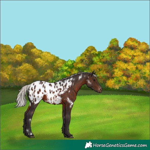 Horse Color:White Spotted Silver Brown Blanket 