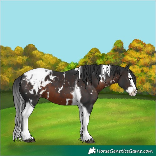 Horse Color:White Spotted Brown Splash Tobiano Blanket