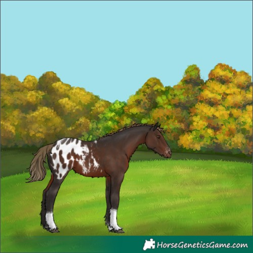 Horse Color:Liver Chestnut Tobiano Appaloosa