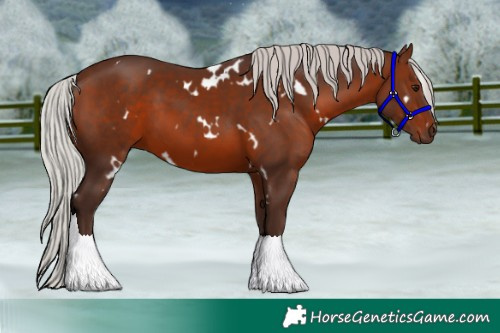 Horse Color:White Spotted Silver Bay 