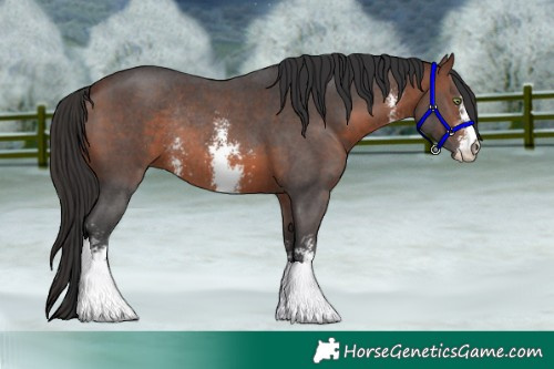 Horse Color:Brown Sabino Rabicano 