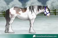 Horse Color:Brown Splash Tobiano 