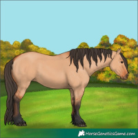 Horse Color:Unknown 