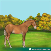 Horse Color:Gray Gold Cream Champagne 