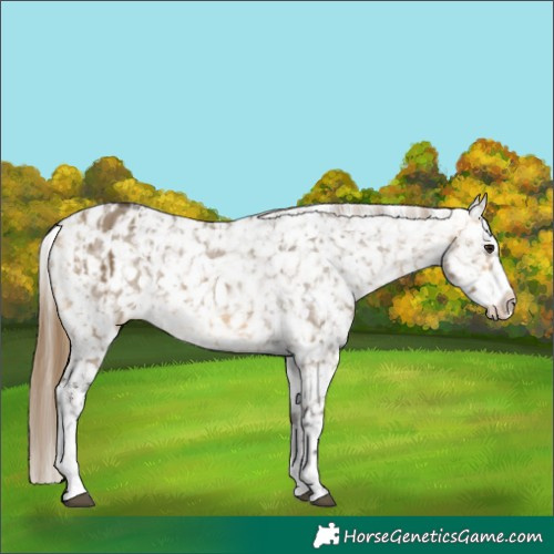 Horse Color:Buckskin Dun Snowflake Varnish  and Buckskin Dun Snowflake Varnish 
