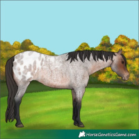 Horse Color:Brown Roan Appaloosa 
