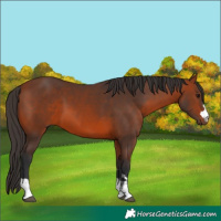 Horse Color:Bay 