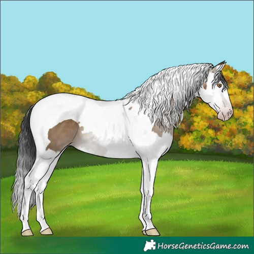Horse Color:Gray Classic Cream Champagne Splash Tobiano