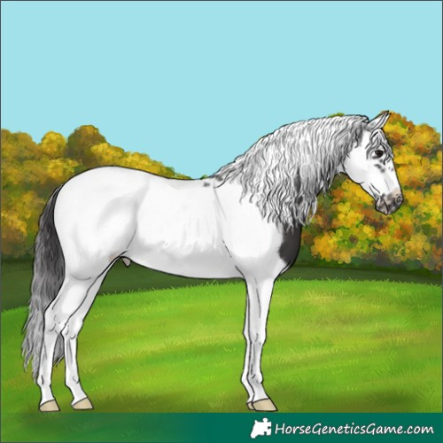 Horse Color:Smoky Black Splash Tobiano Frame 