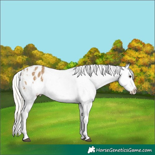 Horse Color:Chocolate Palomino Dun Frame Appaloosa  and Cremello Dun Frame Appaloosa 