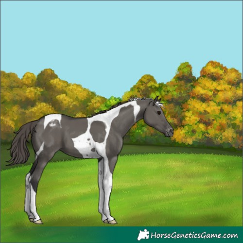 Horse Color:Grullo Tobiano Appaloosa