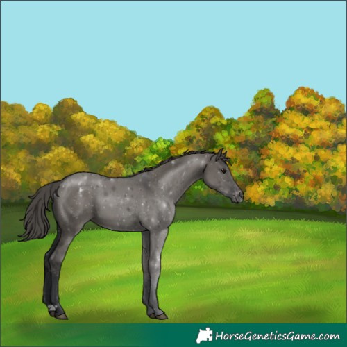 Horse Color:Grullo Varnish 