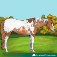 Horse Color:Chestnut Tobiano Near Fewspot 