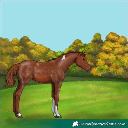 Horse Color:Chestnut Tobiano