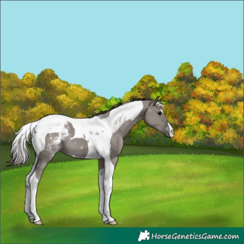 Horse Color:Grullo Tobiano Blanket