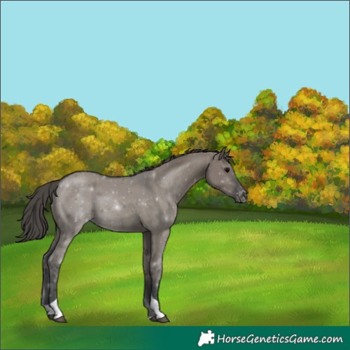 Horse Color:Grullo Tobiano Appaloosa
