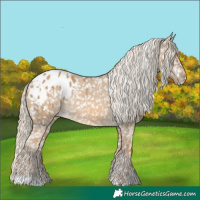 Horse Color:Chocolate Palomino Dun Appaloosa  and Chocolate Palomino Dun Appaloosa 