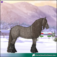 Horse Color:Smoky Grullo Appaloosa and Smoky Grullo Appaloosa Rabicano