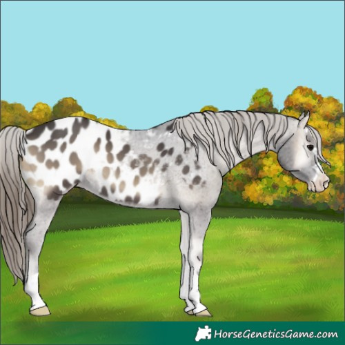 Horse Color:Smoky Blue Onyx Appaloosa 