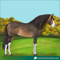 Horse Color:Buckskin Splash Rabicano 