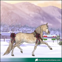 Horse Color:Chocolate Palomino Dun Appaloosa  and Chocolate Palomino Onyx Appaloosa 