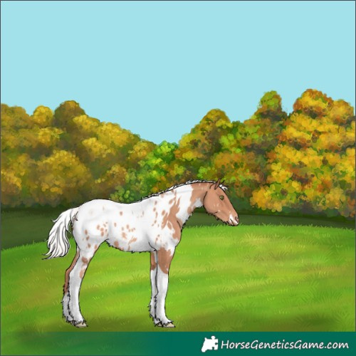 Horse Color:White Spotted Silver Sable Champagne Tobiano Appaloosa Rabicano