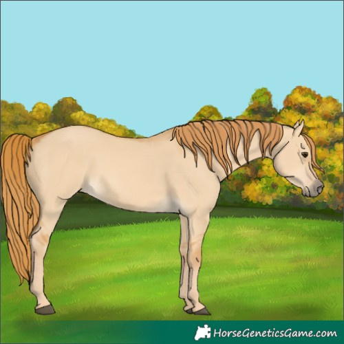 Horse Color:Red Dun 