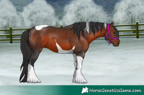 Horse Color:Brown Tobiano 